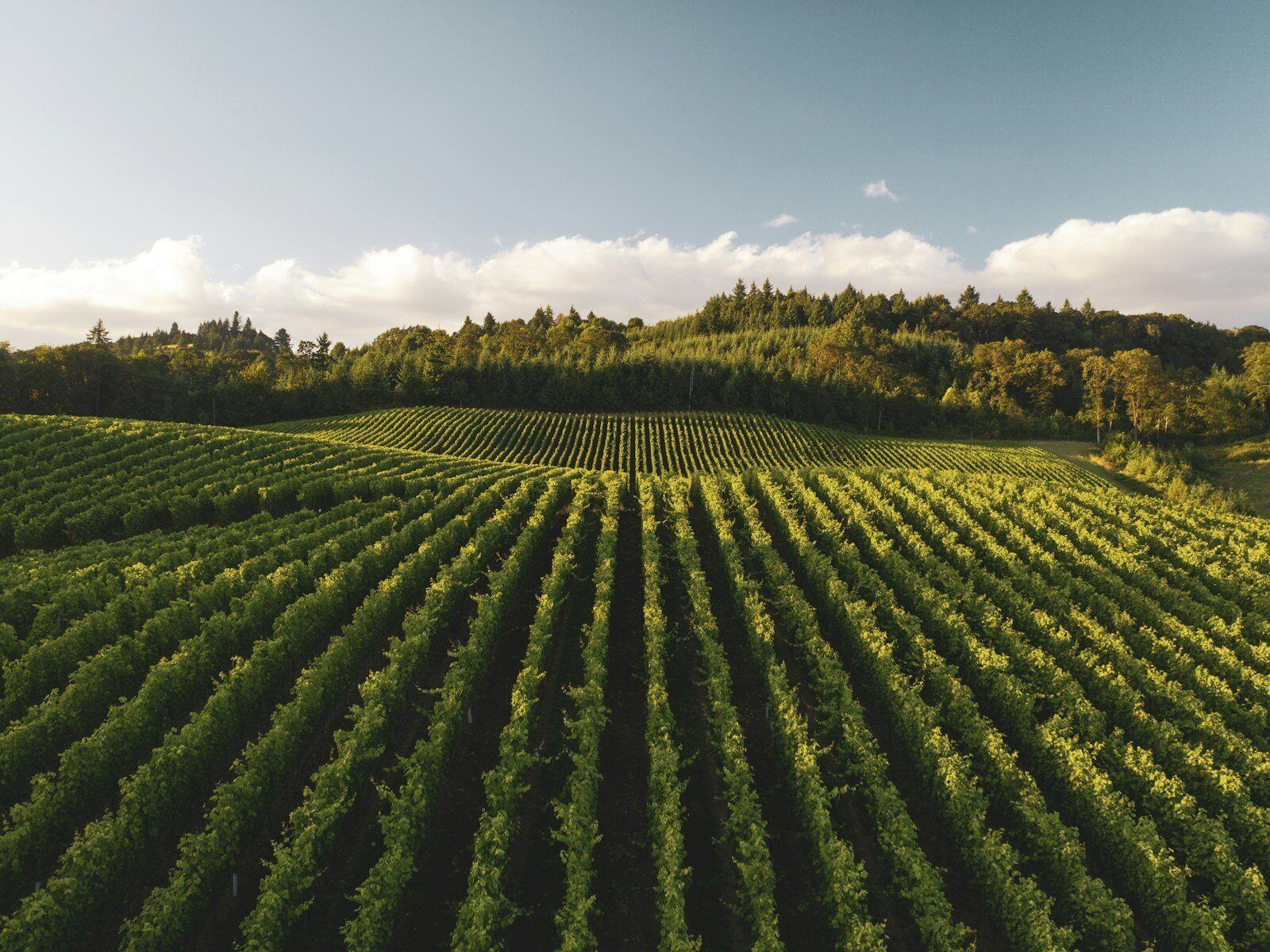 Domaine oléicole avec vignoble — Provence