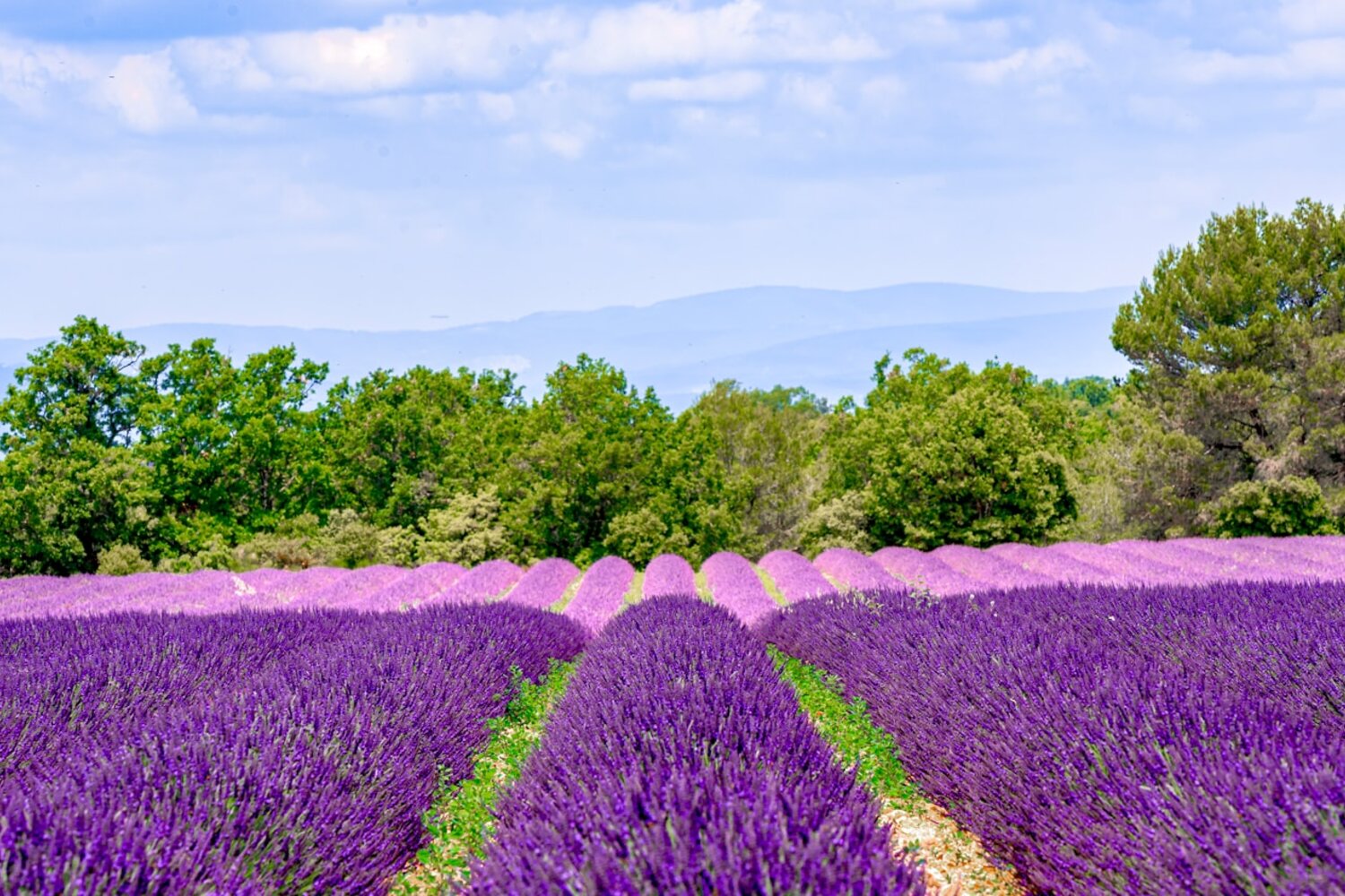Champs de lavande en Provence